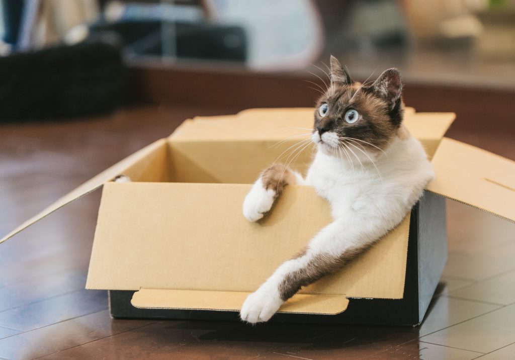 段ボールに入った猫画像
